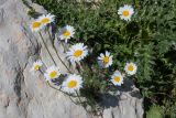 Tripleurospermum caucasicum