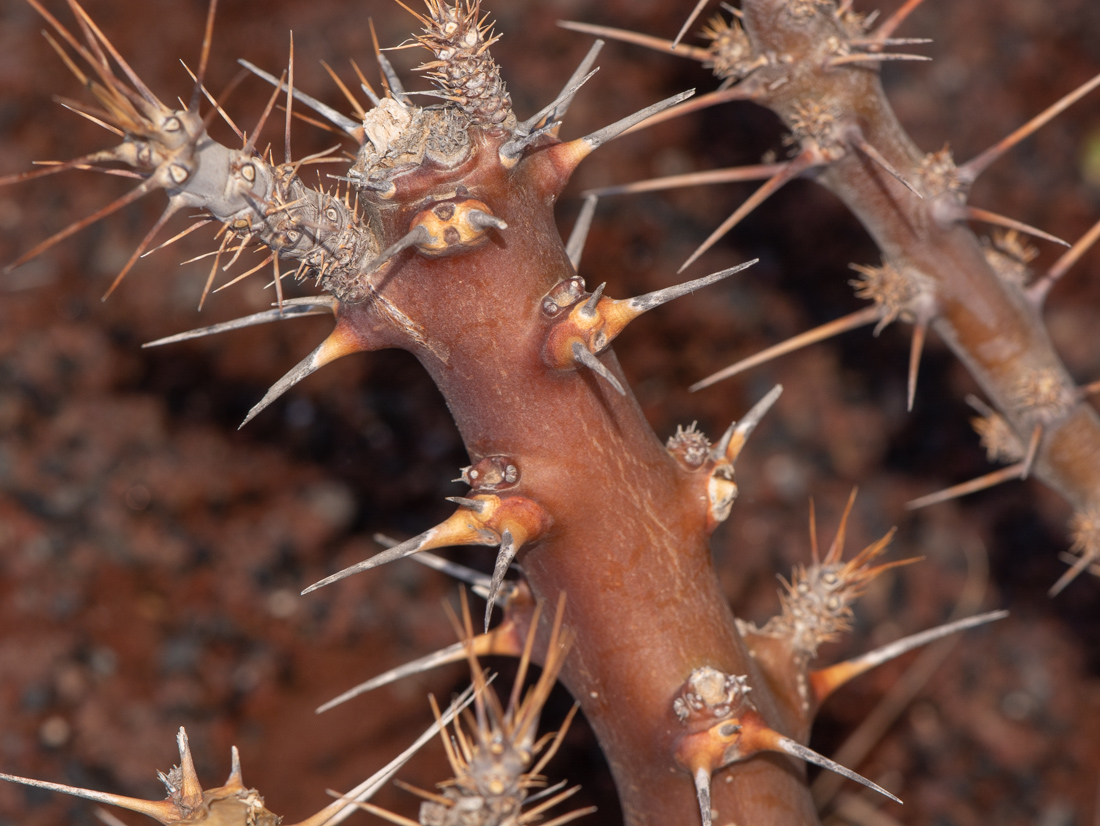 Изображение особи Pachypodium saundersii.