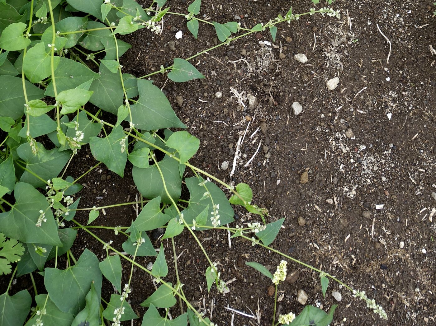 Image of Fallopia convolvulus specimen.