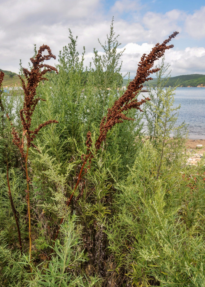 Изображение особи род Rumex.