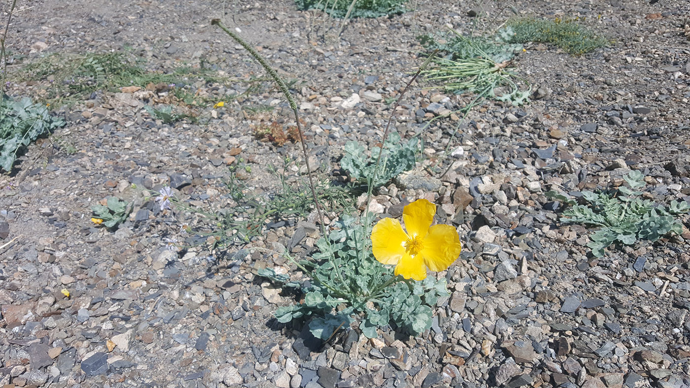 Изображение особи Glaucium squamigerum.