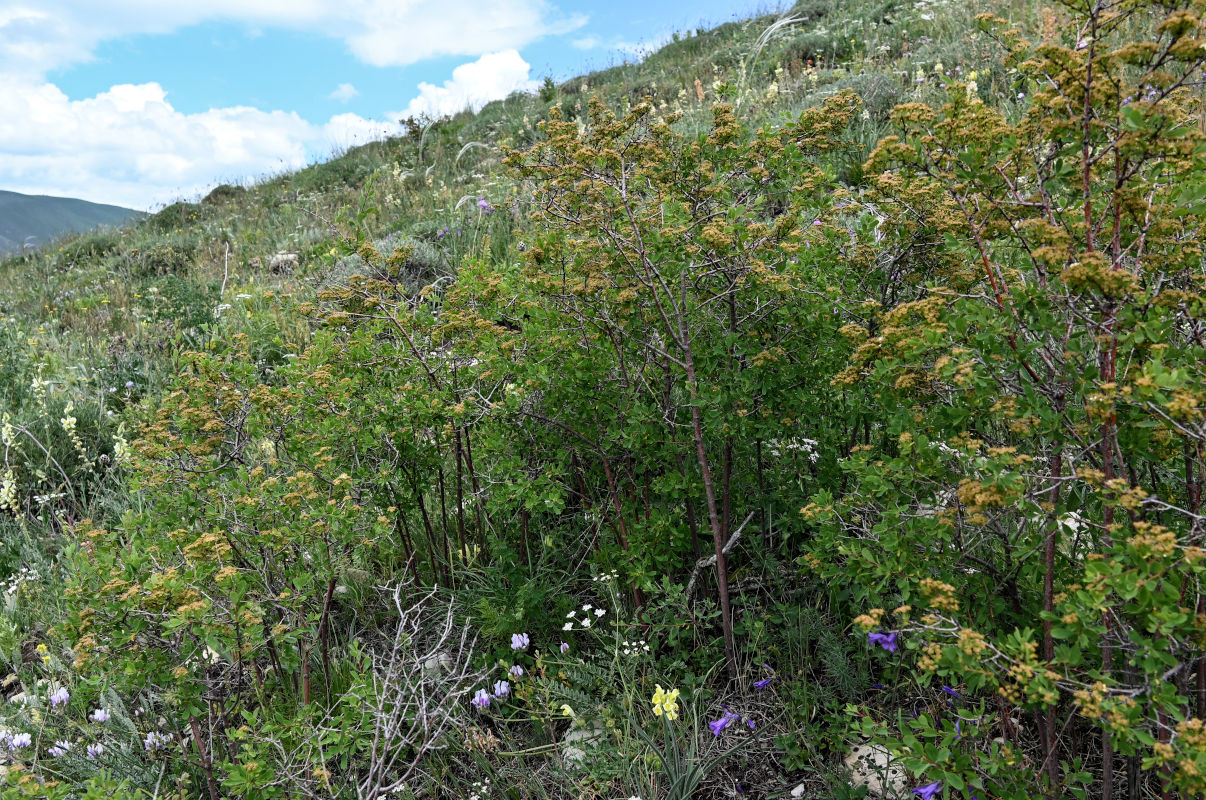 Изображение особи Spiraea crenata.