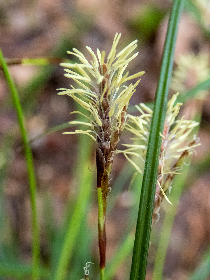 Изображение особи Carex digitata.