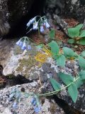 Mertensia serrulata