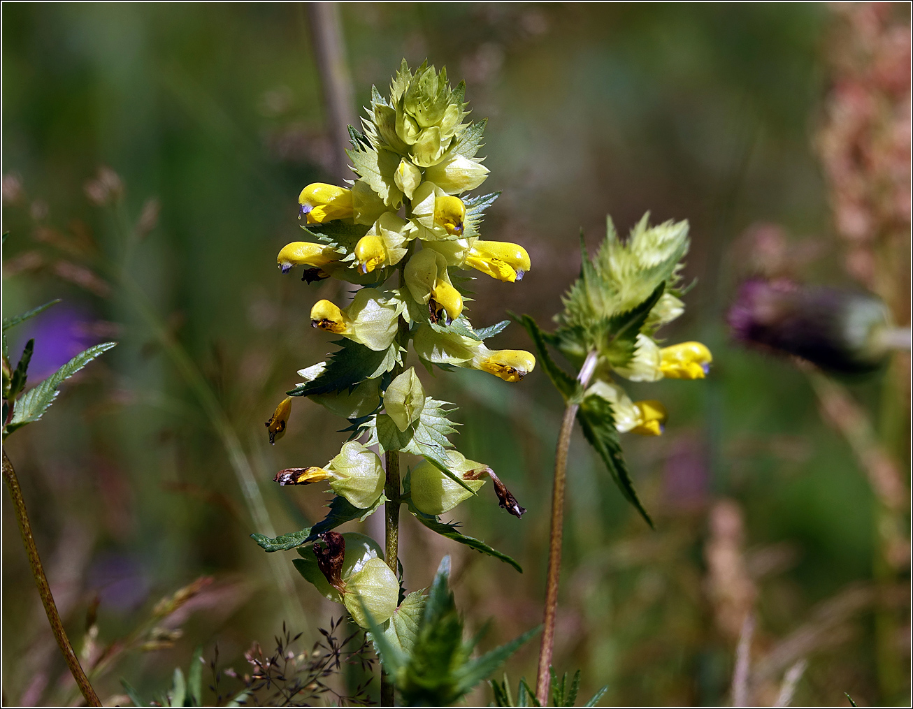 Image of genus Rhinanthus specimen.