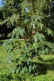 Ricinus communis. Цветущее и плодоносящее растение. Санкт-Петербург, Кировский р-н, газон у жилого дома. 10.09.2022.