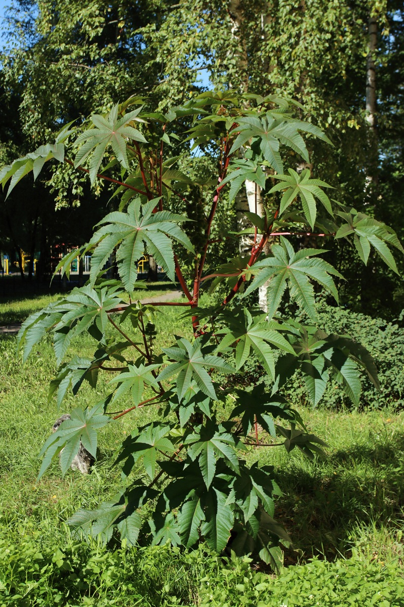 Изображение особи Ricinus communis.