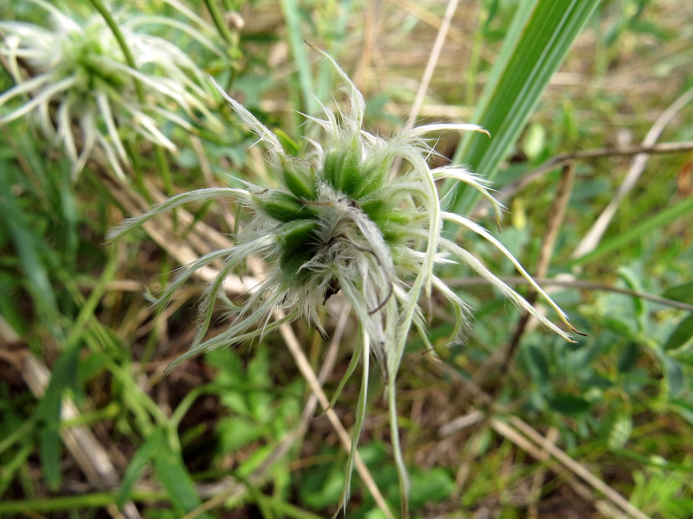 Image of Clematis hexapetala specimen.