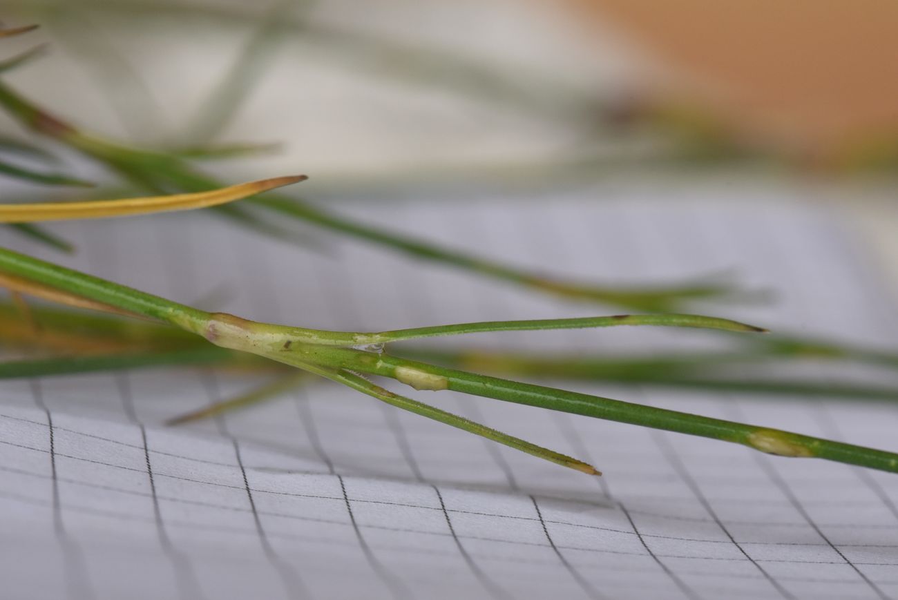 Изображение особи Dianthus cretaceus.