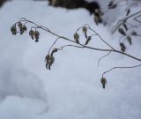 Adenophora liliifolia. Верхушка плодоносящего растения. Пермский край, Лысьвинский р-н, камень Воробей, скальное обнажение. 18.02.2023.