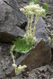 Rosularia platyphylla