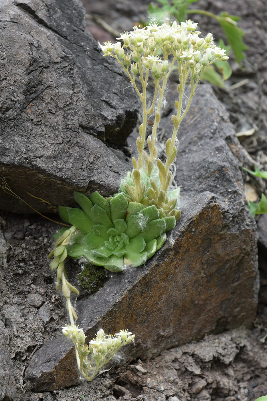 Изображение особи Rosularia platyphylla.