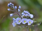 Veronica gentianoides