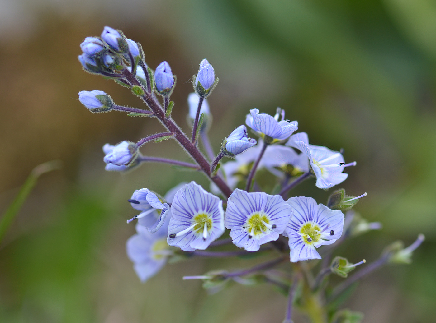 Image of Veronica gentianoides specimen.