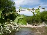 Crataegus rhipidophylla. Верхушка веточки. Краснодарский край, Абинский р-н, окр. станицы Шапсугская, каменистый берег р. Скобидо. 30.04.2016.