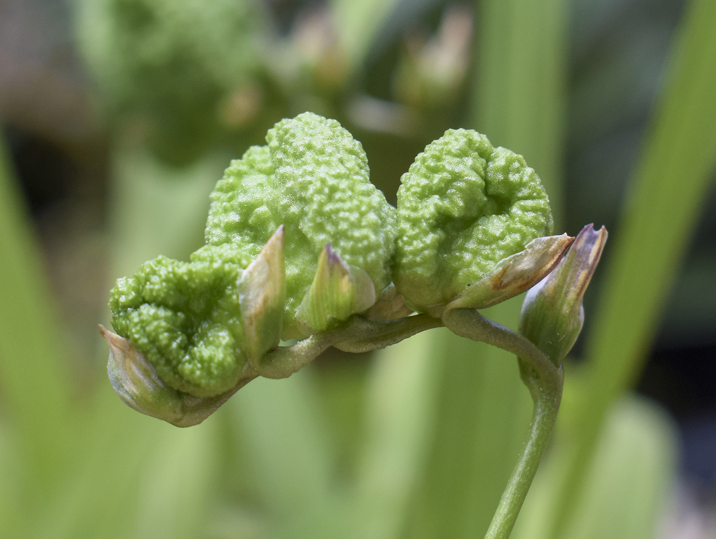 Image of Freesia refracta specimen.