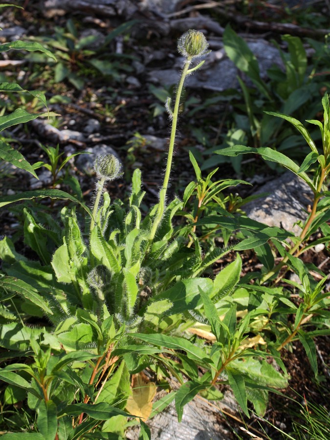 Изображение особи Hieracium alpinum.