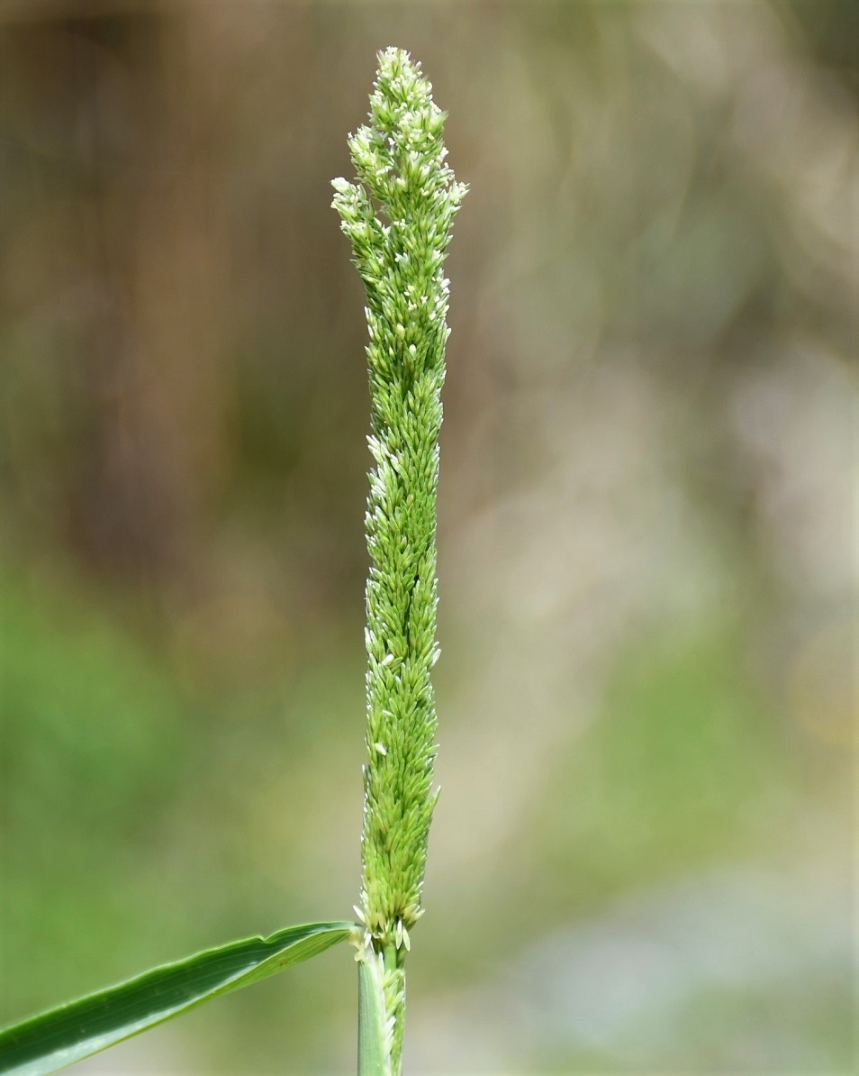 Изображение особи семейство Poaceae.