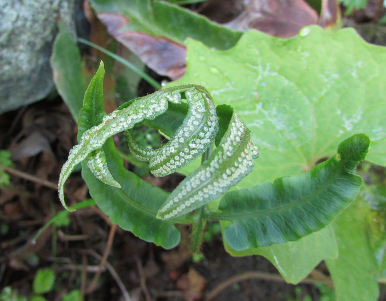 Image of Dryopteris sieboldii specimen.