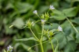 Cerastium holosteum. Верхушка цветущего растения. Карачаево-Черкесия, Зеленчукский р-н, окр. пос. Архыз, ущелье ручья Баритовый, каменистый склон. 10.06.2023.