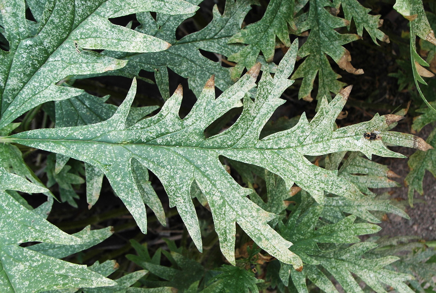 Image of Urtica cannabina specimen.