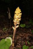 Orobanche laxissima