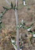 Echinops ruthenicus. Часть побега. Крым, Арабатская стрелка, окр. с. Соляное, закреплённые пески. 30 июля 2023 г.