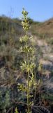 Silene borysthenica