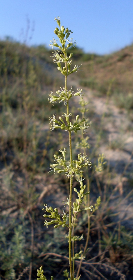 Изображение особи Silene borysthenica.