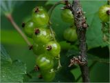 Ribes rubrum. Часть стебля с соплодием с незрелыми плодами. Московская обл., Раменский р-н, окр. дер. Хрипань, садовый участок. 20.06.2023.