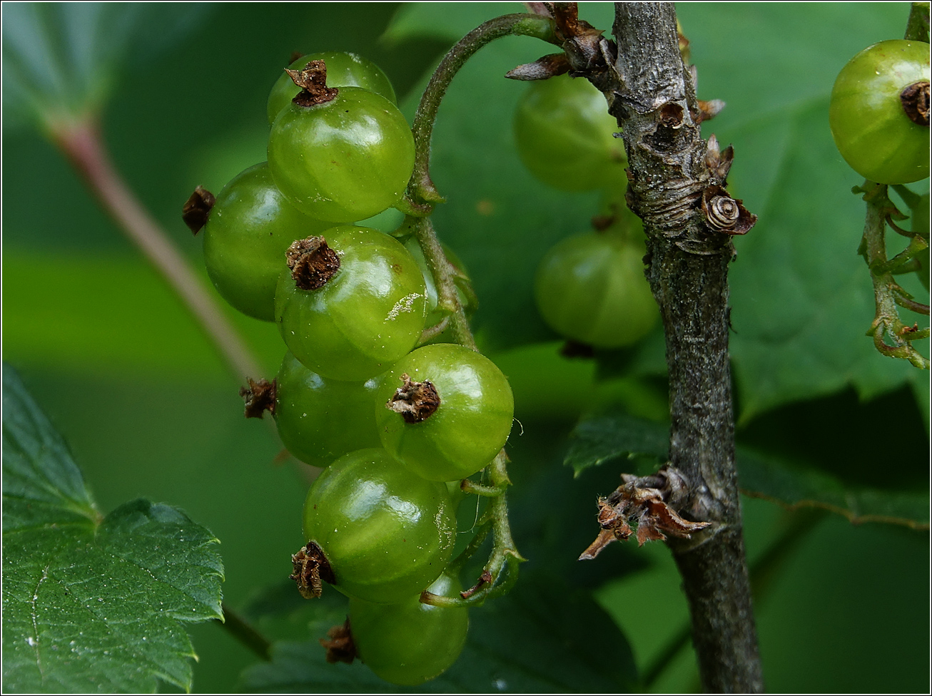 Image of Ribes rubrum specimen.