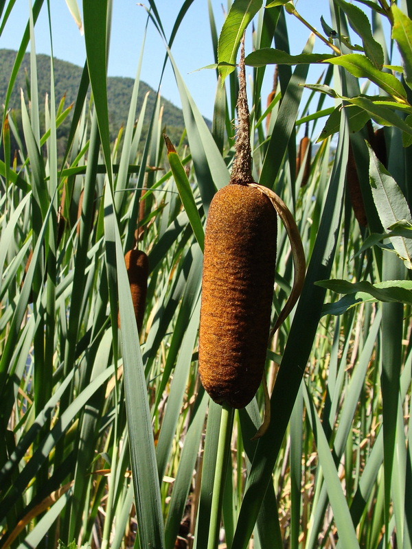 Изображение особи род Typha.