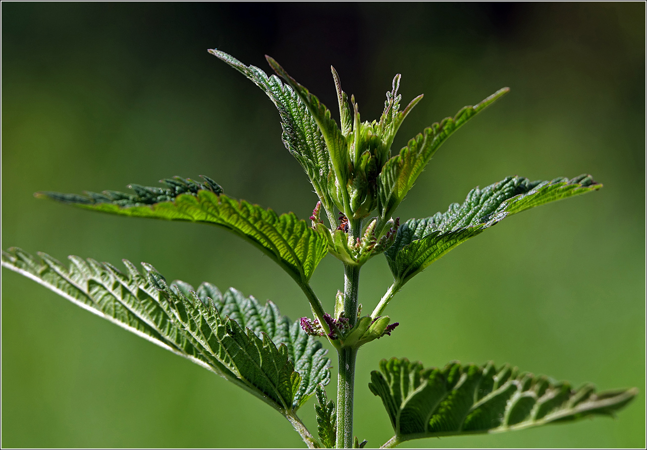 Изображение особи Urtica dioica.