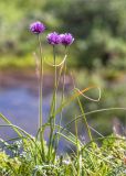 Allium schoenoprasum