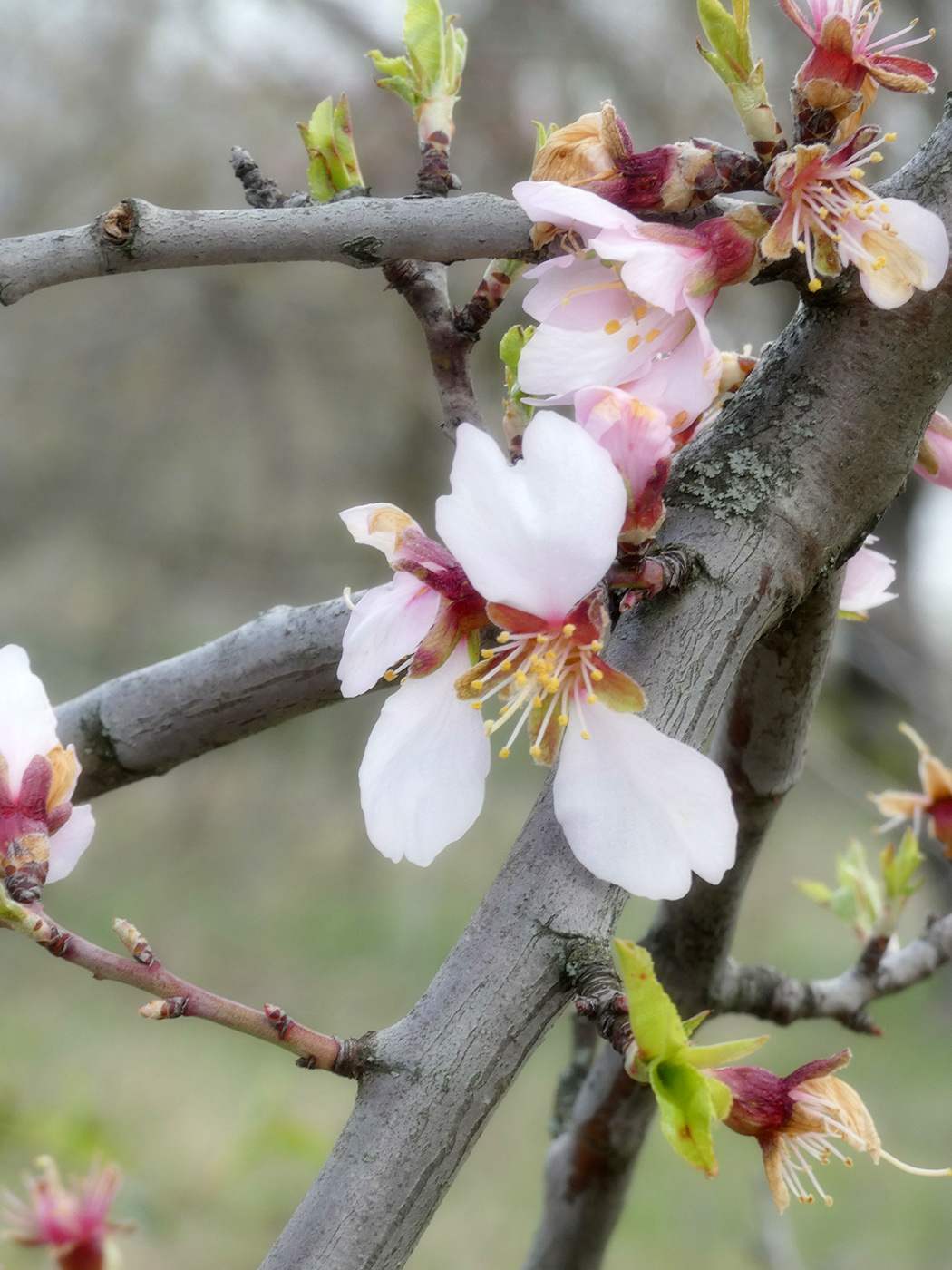 Изображение особи Amygdalus communis.