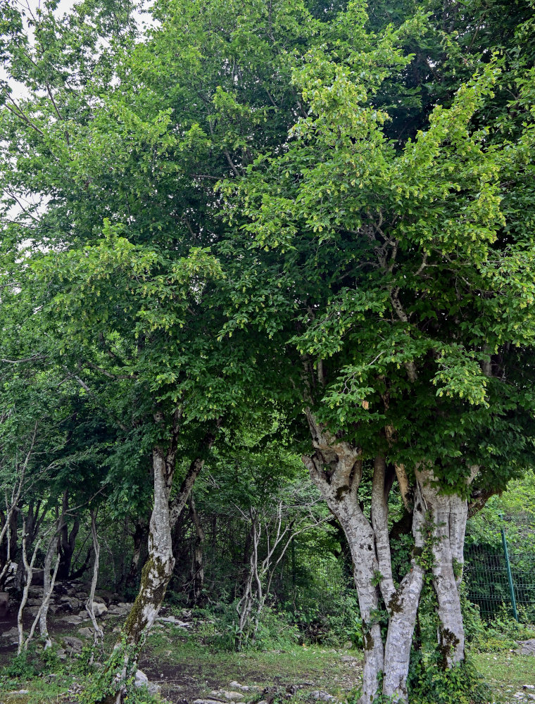 Изображение особи Carpinus orientalis.