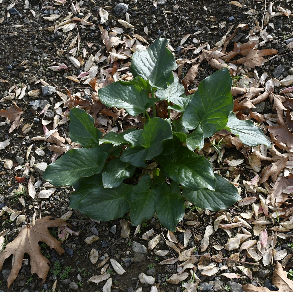 Image of Arum sintenisii specimen.