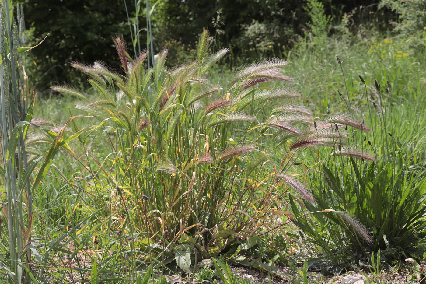 Изображение особи Hordeum leporinum.