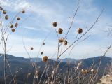 Linum squamulosum. Веточки с раскрывшимися коробочками. Краснодарский край, Северский р-н, гора Собер-Баш, ≈ 700 м н.у.м., задернованное скальное обнажение. 16.12.2017.