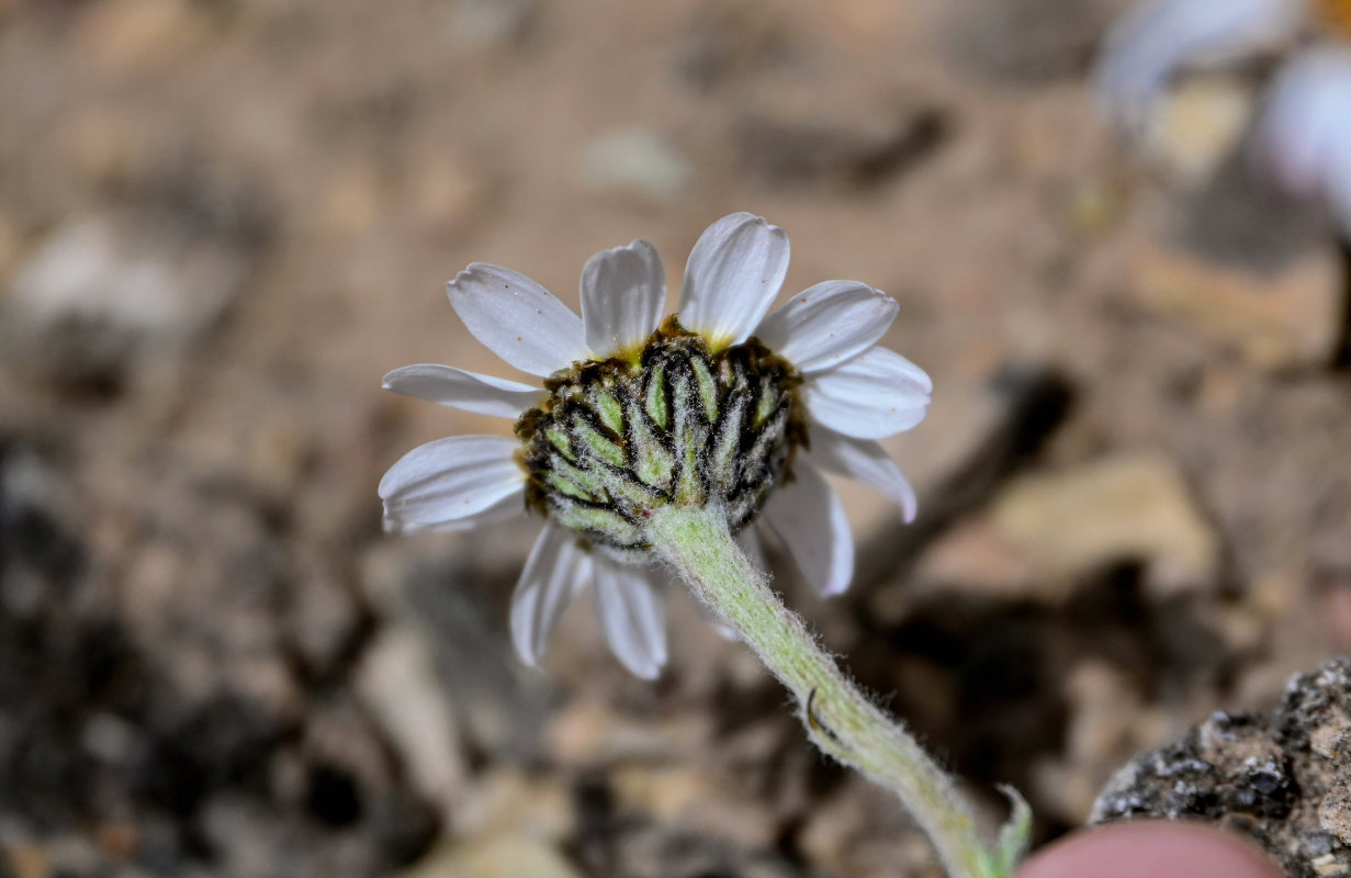 Изображение особи Richteria pyrethroides.