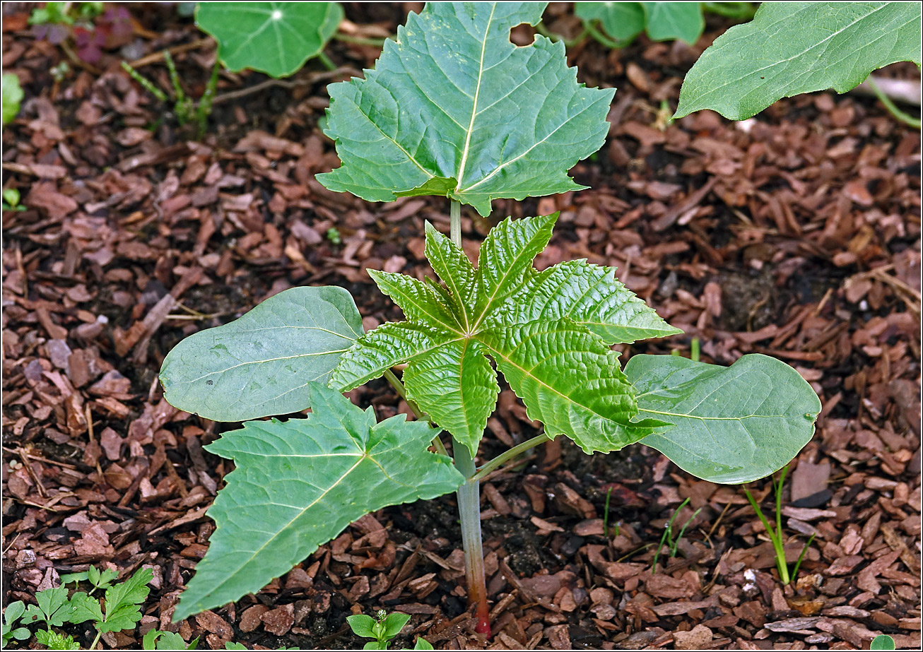 Изображение особи Ricinus communis.