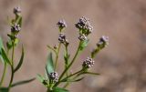 Lepidium latifolium. Верхушки побегов с соцветиями на стадии бутонизации. Хакасия, Ширинский р-н, берег оз. Власьево, песчаный участок берега. 07.06.2022.