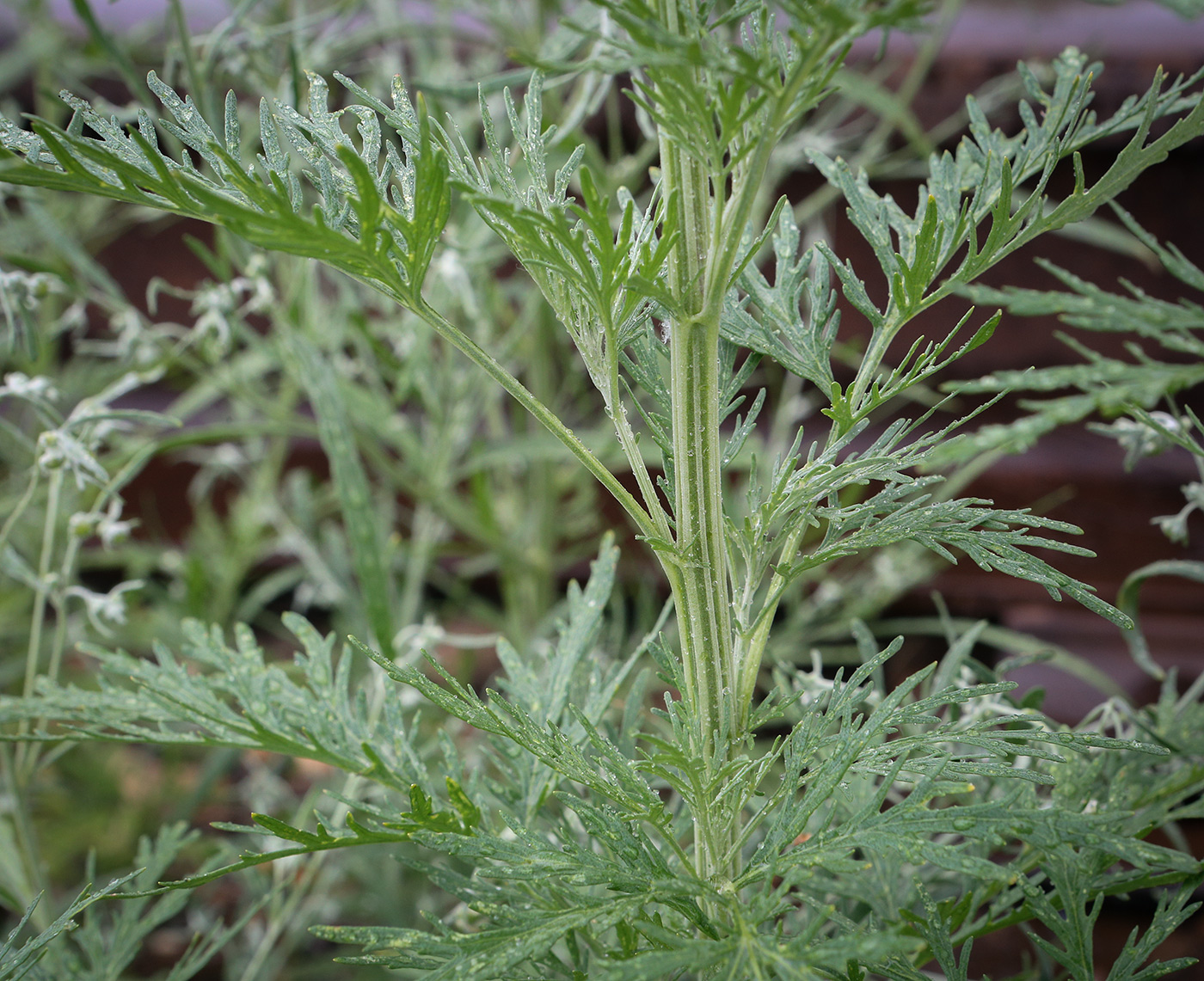 Image of Artemisia sieversiana specimen.