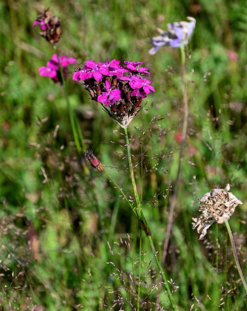 Image of Dianthus ruprechtii specimen.