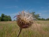 Carduus laciniatus. Верхушка побега с соплодием. Краснодарский край, Темрюкский р-н, юго-восточный склон горы Дубовый Рынок, остепнённый луг. 17.06.2017.