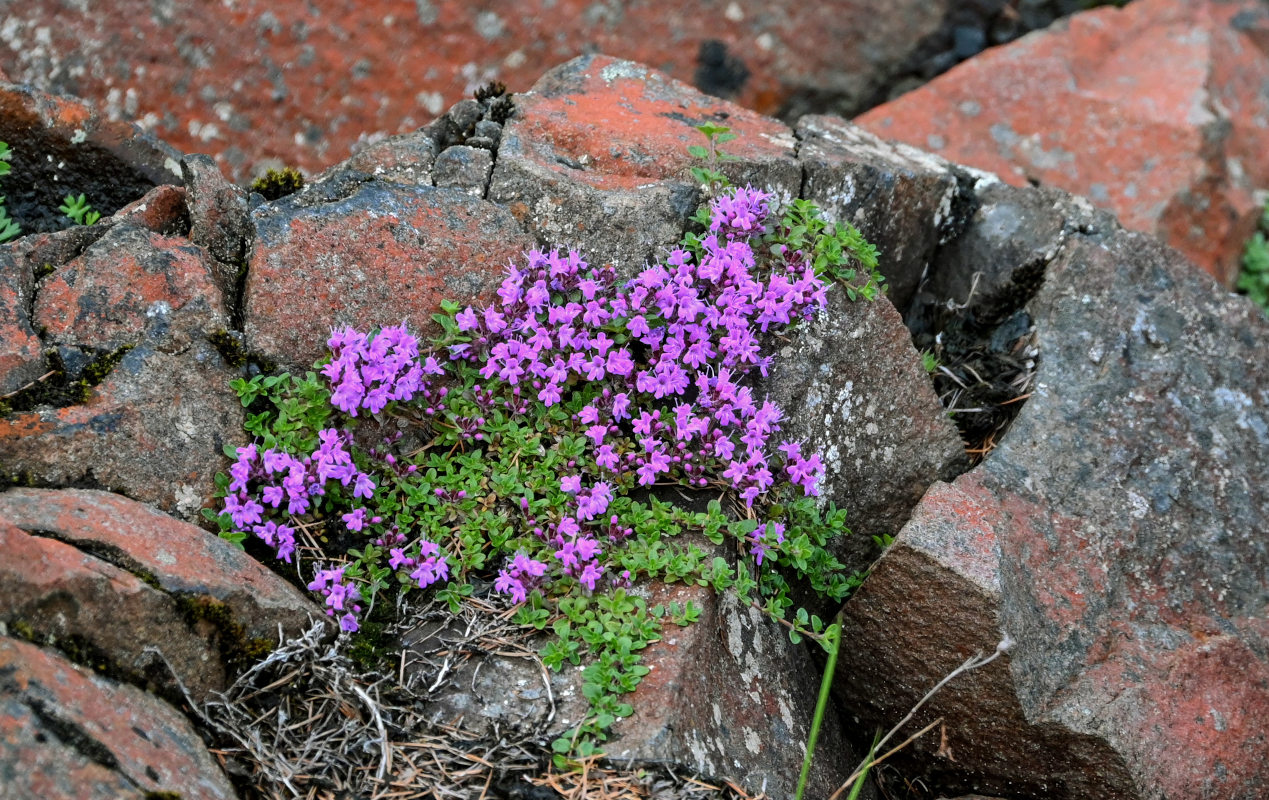 Изображение особи род Thymus.