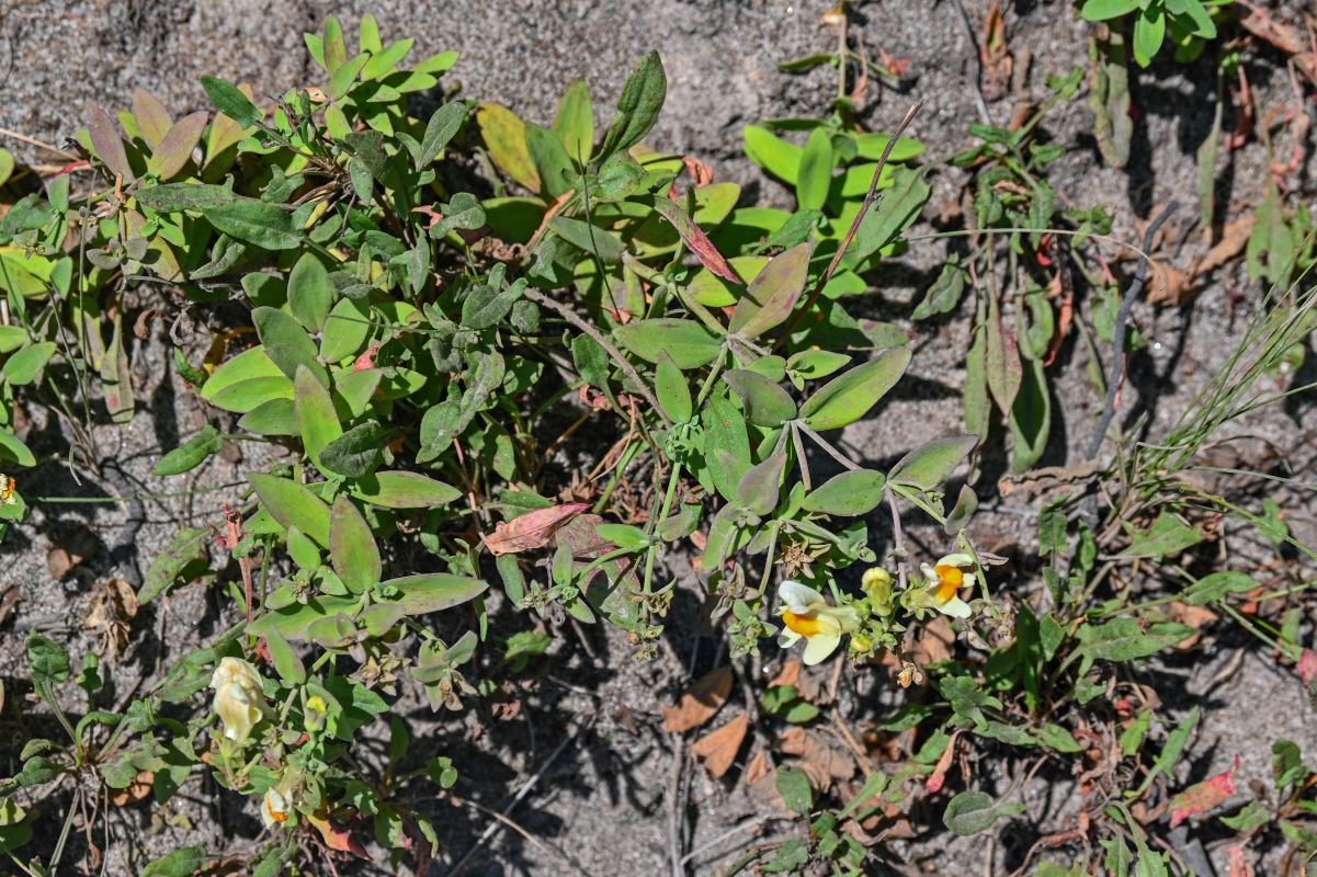 Image of Linaria japonica specimen.