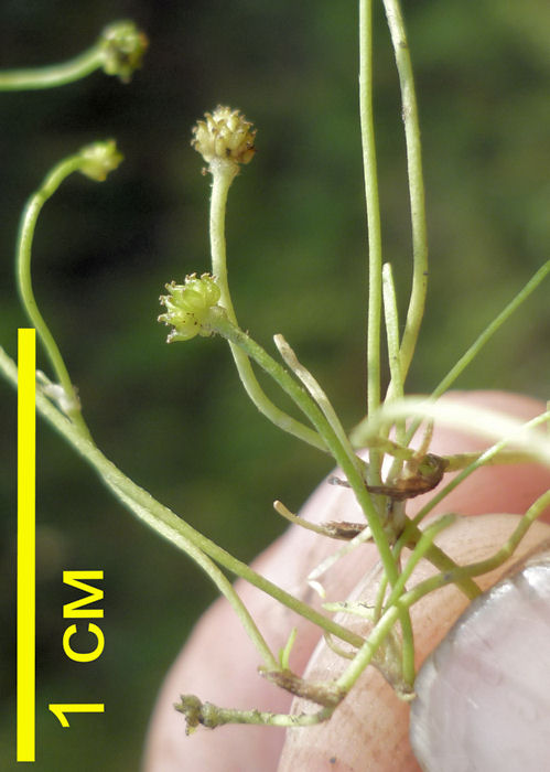 Image of Ranunculus reptans specimen.