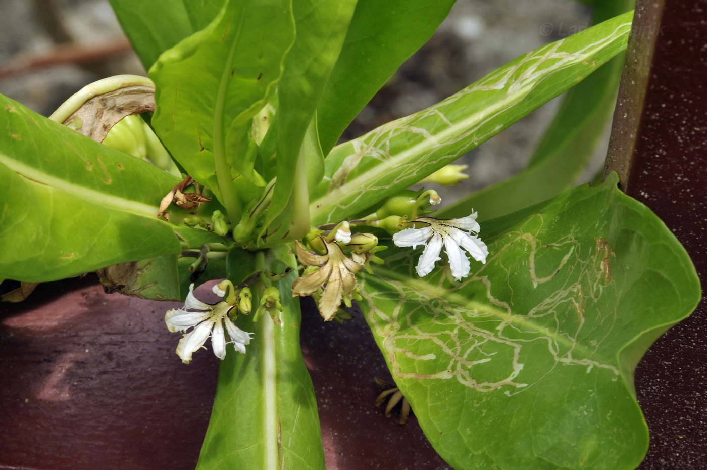 Изображение особи Scaevola taccada.