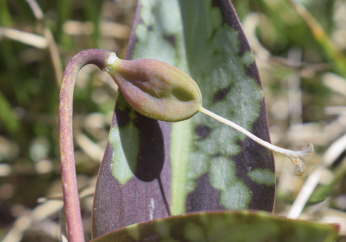 Image of Erythronium dens-canis specimen.